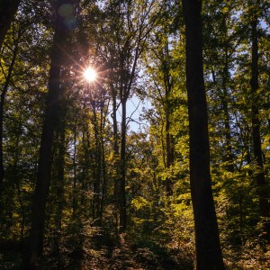 Forêt de Tronçais sept 2022 by @NataFranceAuvergne-2